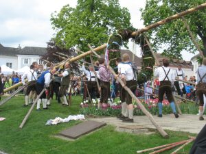 Die Turner und Volkstänzer stellen den schweren Maibaum an Rathausplatz Klosterneuburg händisch auf.